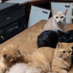 gatos-em-apartamento-de-sc:-justica-determina-retirada-de-119-animais