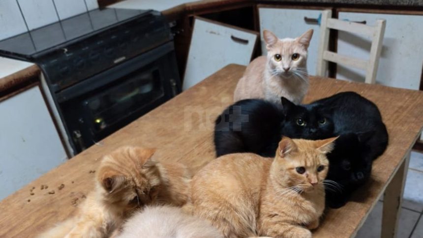 gatos-em-apartamento-de-sc:-justica-determina-retirada-de-119-animais