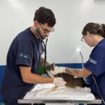 hospital-veterinario-de-florianopolis-ultrapassa-3,4-mil-procedimentos-no-primeiro-mes