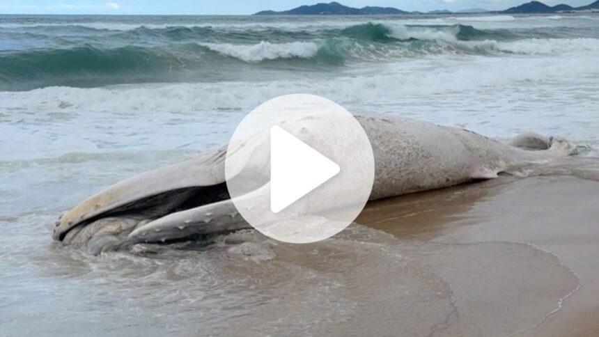 video:-baleia-jubarte-morta-e-encontrada-encalhada-em-sc-e-mobiliza-entidades