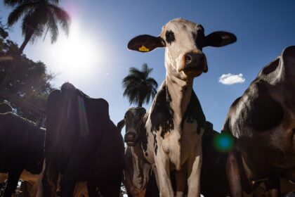 uniao-europeia-oficializa-veto-a-carne-brasileira-a-partir-de-setembro
