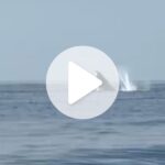 espetaculo-da-natureza:-baleia-danca-e-encanta-navegantes-no-litoral-norte-de-sc