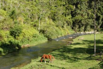 refugio-escondido-tera-percurso-gratuito-de-10-km-com-visita-a-nascentes-em-blumenau