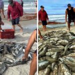 video:-mar-de-tainhas-invade-praia-e-pescadores-fazem-festa-com-captura-impressionante-em-sc