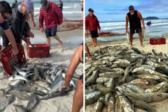 video:-mar-de-tainhas-invade-praia-e-pescadores-fazem-festa-com-captura-impressionante-em-sc