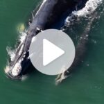 video:-primeiro-filhote-de-baleia-franca-da-temporada-e-avistado-no-litoral-de-sc