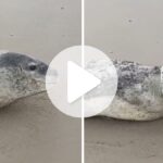 video:-foca-leopardo-rara-da-antartica-e-avistada-em-praia-de-sc-e-mobiliza-monitoramento