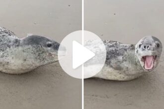 video:-foca-leopardo-rara-da-antartica-e-avistada-em-praia-de-sc-e-mobiliza-monitoramento