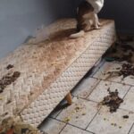 cadeirante-abandonada-e-animais-mortos-sao-encontrados-em-casa-coberta-por-fezes-em-sc