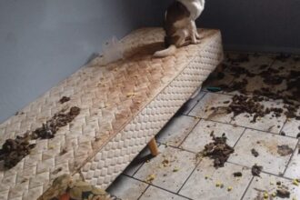 cadeirante-abandonada-e-animais-mortos-sao-encontrados-em-casa-coberta-por-fezes-em-sc