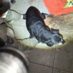 apos-resgate-de-onze-pets,-investigacao-apura-suspeita-de-abuso-sexual-de-animais-em-sc