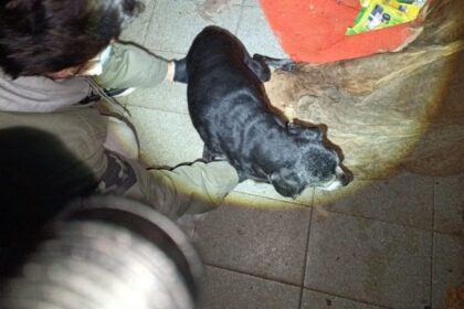 apos-resgate-de-onze-pets,-investigacao-apura-suspeita-de-abuso-sexual-de-animais-em-sc