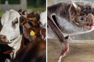 sc-confirma-26-casos-de-raiva-em-animais-de-producao-e-cidasc-orienta-vacinacao;-veja-cidades-afetadas