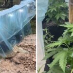 policia-civil-apreende-plantacao-de-maconha-com-sistema-de-adubacao-e-controle-de-ph-em-sc