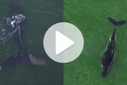 baleias-gigantes-dao-espetaculo-ao-serem-flagradas-por-drone-durante-alargamento-de-praia-em-sc