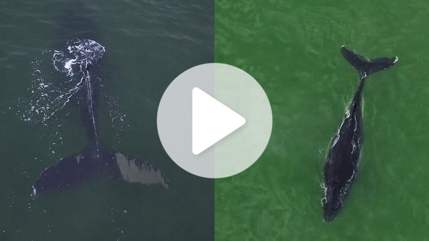 baleias-gigantes-dao-espetaculo-ao-serem-flagradas-por-drone-durante-alargamento-de-praia-em-sc