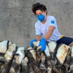 mais-de-270-animais-marinhos-sao-encontrados-encalhados-em-praias-do-sul-de-sc-em-um-fim-de-semana