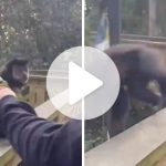 agressao-a-macaco-em-parque-ecologico-de-sc-teria-ocorrido-ha-cerca-de-2-meses;-imagens-de-seguranca-sao-analisadas