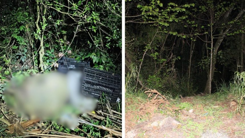 corpo-amordacado-e-com-sinais-de-violencia-e-encontrado-em-mata-e-tres-suspeitos-sao-presos-em-sc