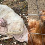cachorra-com-tumor-e-animais-machucados-sao-encontrados-em-casa-insalubre,-sem-agua-e-comida-em-blumenau