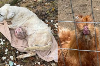 cachorra-com-tumor-e-animais-machucados-sao-encontrados-em-casa-insalubre,-sem-agua-e-comida-em-blumenau