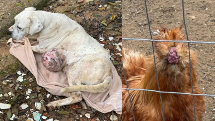 cachorra-com-tumor-e-animais-machucados-sao-encontrados-em-casa-insalubre,-sem-agua-e-comida-em-blumenau
