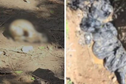 encontrados-em-sacos-de-lixo,-mais-de-20-caes-mortos-quase-acabam-incinerados-em-sc;-ordem-de-sepultamento-garante-a-pericia-para-o-caso
