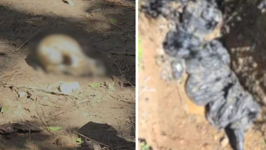 encontrados-em-sacos-de-lixo,-mais-de-20-caes-mortos-quase-acabam-incinerados-em-sc;-ordem-de-sepultamento-garante-a-pericia-para-o-caso