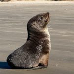 ataques-de-caes-matam-ao-menos-10-animais-marinhos-em-praias-de-sc;-monitoramento-registra-165-aparicoes-de-lobos-e-leoes-marinhos-pelo-litoral-sul