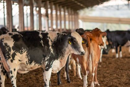 ue-suspende-carnes-do-brasil;-entenda-impacto-e-proximos-passos