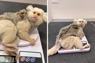sagui-de-aparencia-rara-e-encontrado-com-suspeita-de-atropelamento-e-mobiliza-resgate-em-sc