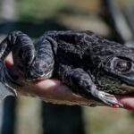ra-exotica-que-imita-mugido-de-boi-e-avistada-mais-uma-vez-em-florianopolis-e-calor-intenso-reacende-alerta-ambiental