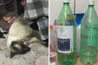 mulher-e-suspeita-de-matar-11-gatos-apos-animais-defecarem-em-jardim-de-casa-de-veraneio-em-sc;-pericia-encontra-substancia-proibida-no-brasil-em-um-dos-animais