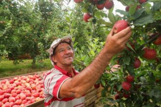 sao-joaquim-ultrapassa-r$-1-bilhao-em-producao-agricola-e-assume-a-lideranca-do-agronegocio-em-sc