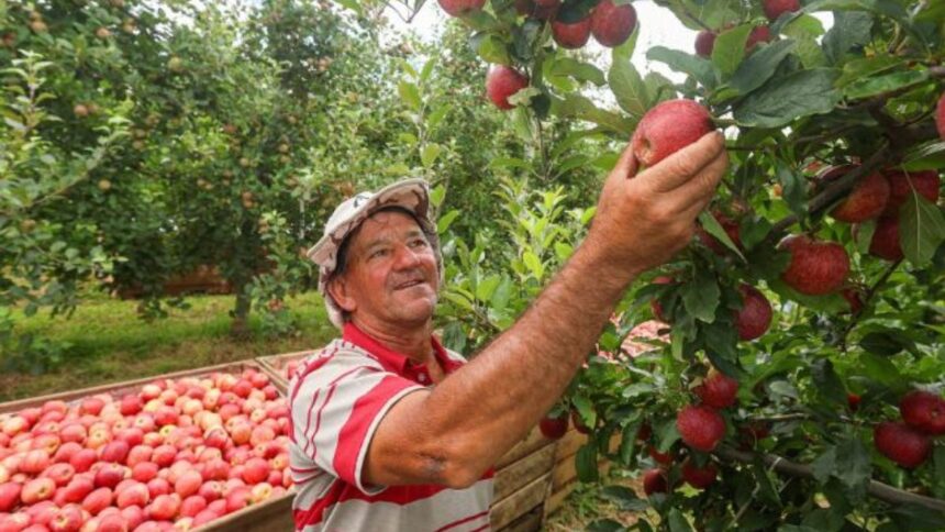 sao-joaquim-ultrapassa-r$-1-bilhao-em-producao-agricola-e-assume-a-lideranca-do-agronegocio-em-sc