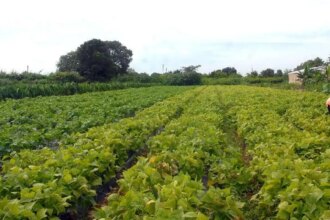 seguranca-alimentar-e-povos-indigenas-tem-r$-64,3-milhoes-em-credito