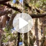 video:-casal-do-maior-predador-terrestre-nativo-da-serra-catarinense,-capaz-de-pular-5m-de-altura-e-flagrado-no-topo-de-araucaria-em-sc