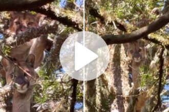 video:-casal-do-maior-predador-terrestre-nativo-da-serra-catarinense,-capaz-de-pular-5m-de-altura-e-flagrado-no-topo-de-araucaria-em-sc