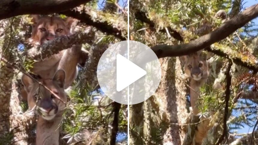 video:-casal-do-maior-predador-terrestre-nativo-da-serra-catarinense,-capaz-de-pular-5m-de-altura-e-flagrado-no-topo-de-araucaria-em-sc